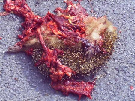 Le fameu hérisson...