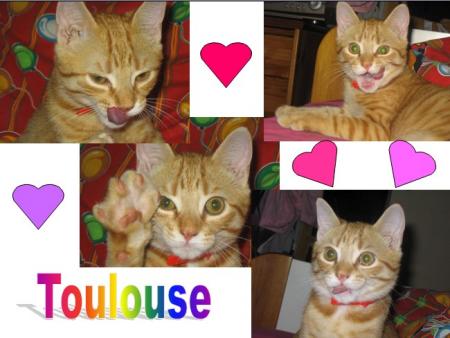 ptit chat ^^