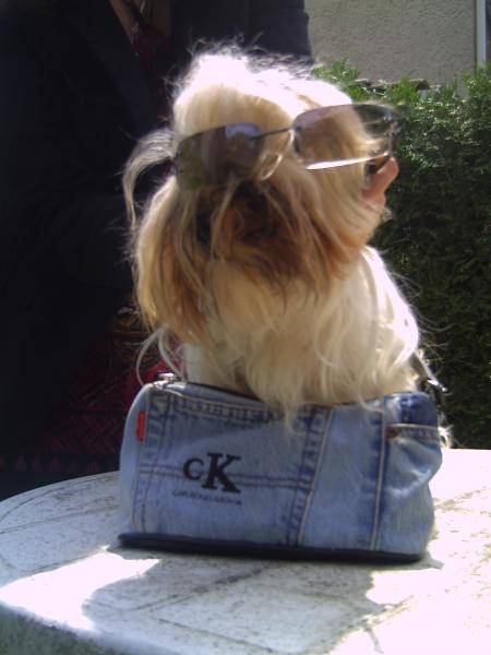 ma chienne