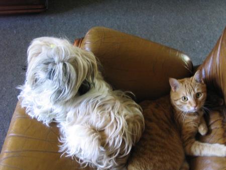 mes animaux